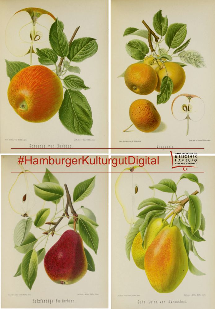 Vier botanische Illustrationen von verschiedenen Obstsorten mit Blättern und Fruchtquerschnitten