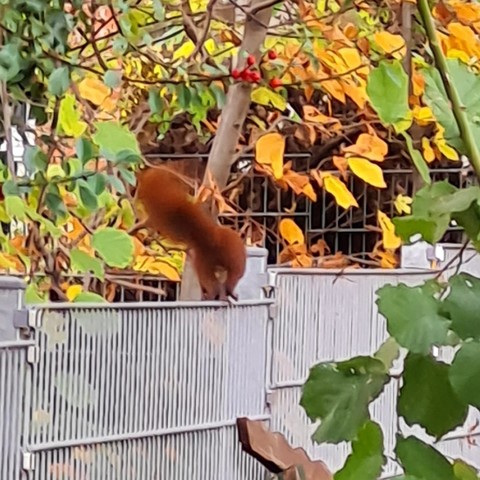 Ein Eichhörnchen von hinten auf einem Gitterzaun vor Herbstlaub. 