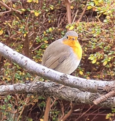 Ein Rotkehlchen sitzt auf einem Ast und schaut frontal in die Kamera.