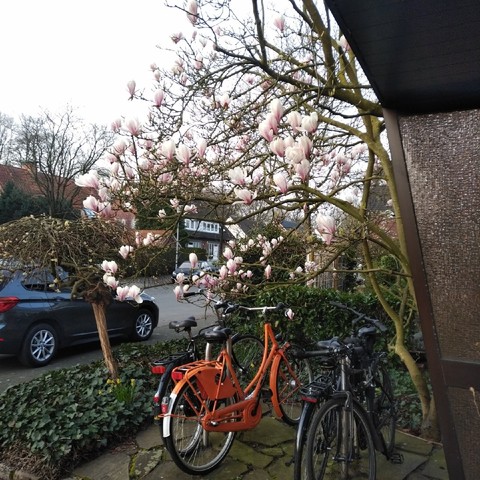 foto einiger fahrräder unter einem magnolienbaum vor einem haus