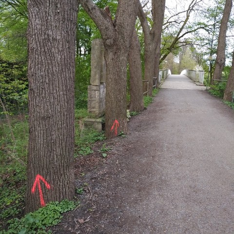 foto einiger bäume entlang der prozessionsweg-kanal-brücke in münster mit neonfarbenen pfeil-markierungen