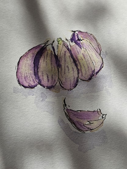Aquarell: Knoblauchzehen 
Watercolor: Garlic