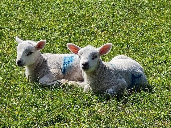 Two lambs lying in the grass, one looking into the camera, the other one is side eying it.