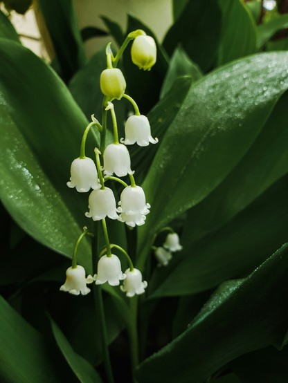 Nahaufnahme einer Pflanze mit weißen Blüten und grünen Blättern