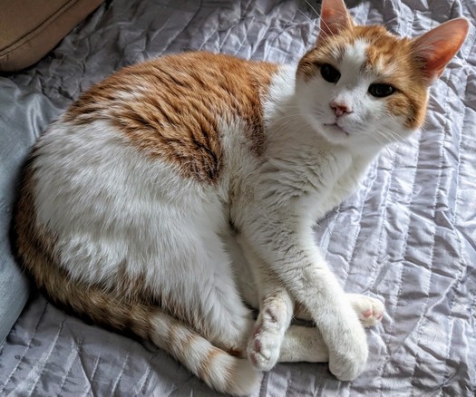 A white and orange cat on a bed