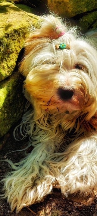 A photo of a dog with white and light brown long fur liying in the sunshine in front of a stone wall.