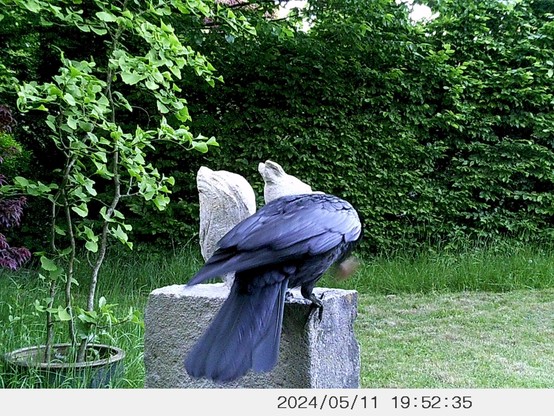 foto einer krähe, die auf der skulptur landet und sich die walnuss schnappt
