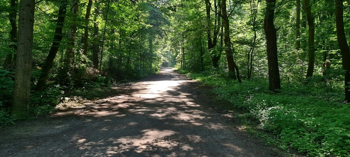 Breiter Weg in einem Waldstück. Sonniges Wetter, sodass viele Lichtreflexe auf dem Weg ein Licht- und Schattenspiel erzeugen.