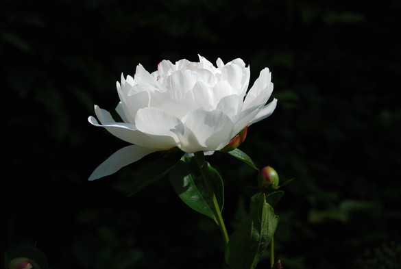 Blüte einer weißen Pfingstrose vor einem dunklen Hintergrund, von der Seite fotografiert.