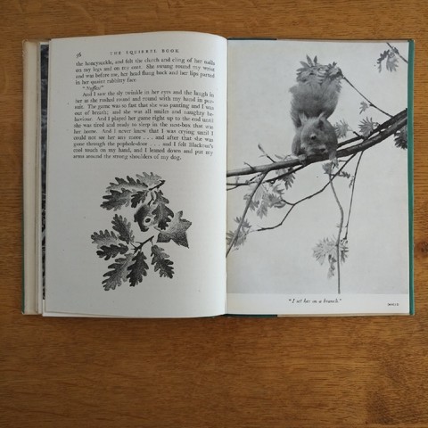 seite aus dem "squirrel book" von phyllis kelway
