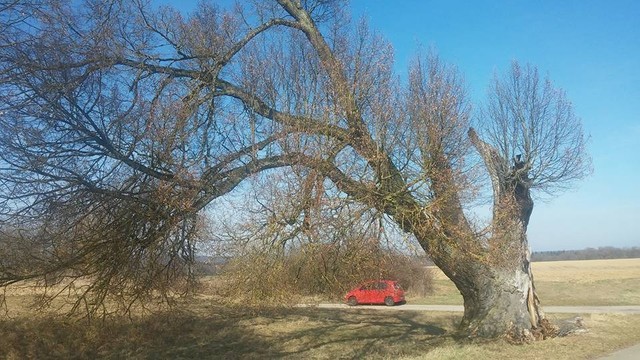 Anhauser Linde vor blauem Himmel und einem roten Auto im Hintergrund