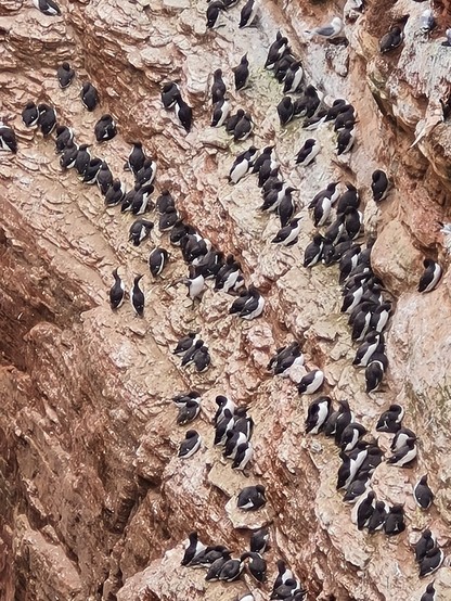 Trottellummen, kleine schwarzweiß3 Vögel, brüten zu Dutzenden in einer roten Felswand.