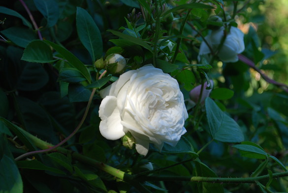 Gefüllte, weiße Rosenblüte im Lichtfokus. Das Laub drumherum liegt im Schatten.