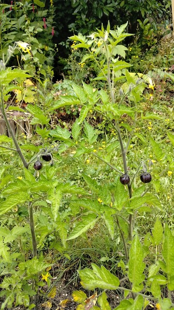 Foto von zwei Tomatenpflanzen, an denen einige dunkelviolette, fast schwarze Tomaten hängen