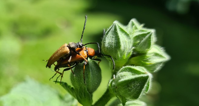 Auf den Knospen einer Stockrose paaren sich zwei braunrote Käfer.