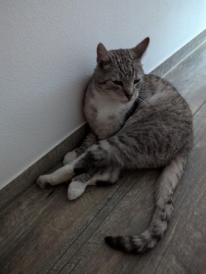 A gray cat sitting on the floor looking relaxed.
