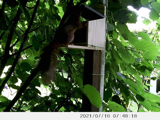 foto einer eichhörnchen-futterbox auf in einem garten im halbschatten eines haselnussstrauches; ein eichhörnchen hat den deckel der box hochgeklappt und schaut hinein