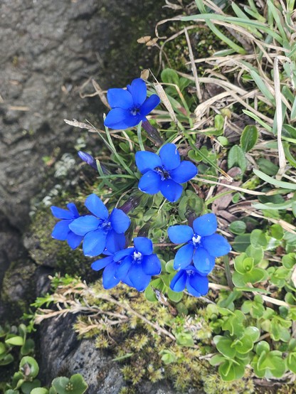 Kleine blaue Blumen.