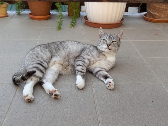 A grey cat lying on the balcony floor chilling