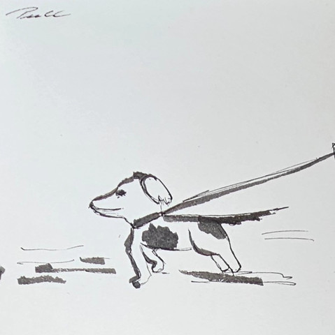 Ein Hund an der Leine, der vor Aufregung zieht.
A dog on a leash pulling with excitement.
