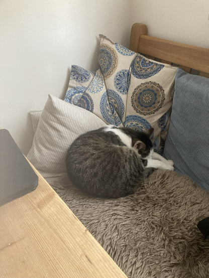Cat sleeping on a sheep fur, legs stretched out and head resting on them, surrounded by comfy cushions 