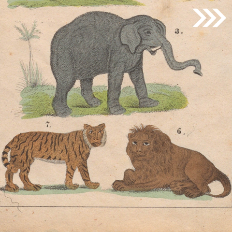 Illustration eines Elefanten, Tigers und Löwen aus  „Unterhaltungen aus der Naturgeschichte für Knaben und Mädchen“ (1841) von Johann Georg Wirth, dem Oberleiter der drei Kleinkinderbewahranstalten Augsburgs.