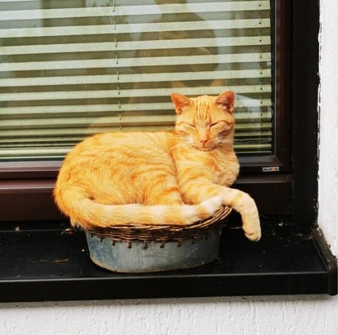 An orange cat in a flower basket on a windowsill.