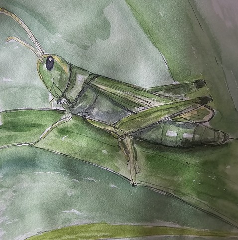 Watercolor with fineliner: Green grasshopper on a blade of grass
Aquarell mit Fineliner: Grüner Grashüpfer auf einen Grashalm