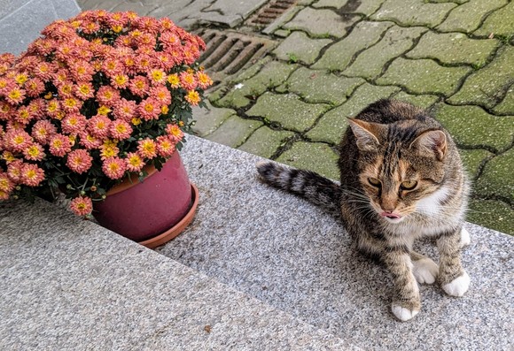A grey and orange cat next to a flower pot with red flowers licking her lips