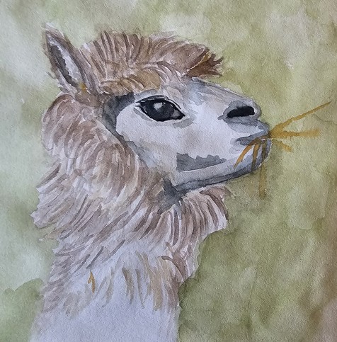 Watercolor: Lateral view on the head of a llama chewing straw
Aquarell: Seitliche Ansicht auf dem Kopf eines Lamas, das Stroh kaut