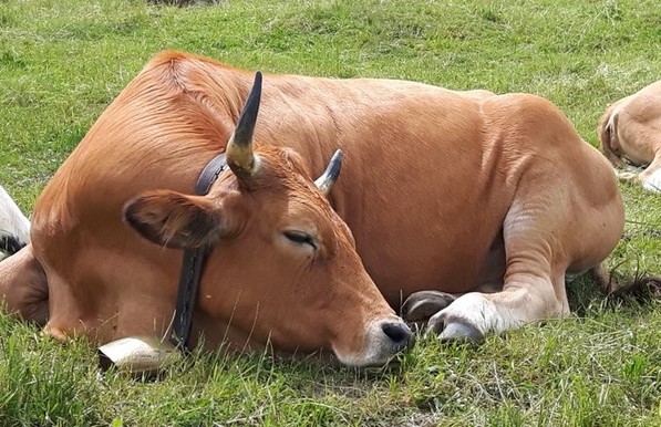 Eine hellbraune Milchkuh döst vor sich hin.