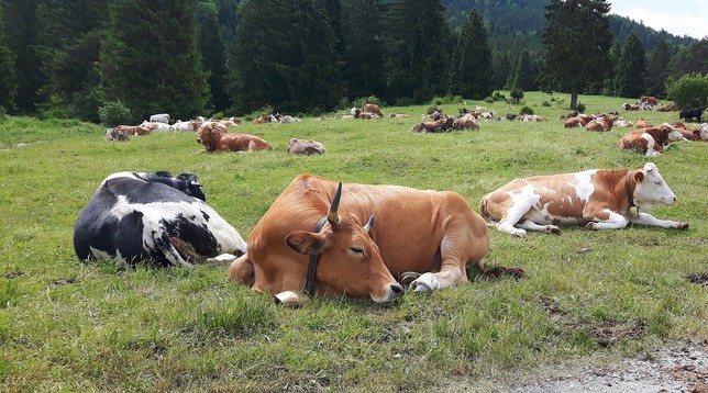 Eine große Kuhherde auf einer Almwiese. Alle haben sich hingelegt und dösen vor sich hin.