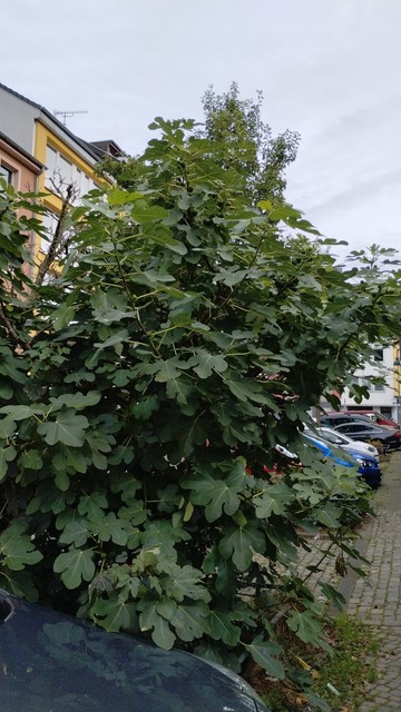 Foto von einem ca. 3,5m hohen, ziemlich buschigen Feigenbaum zwischen Parkplätzen, rechts im Bild ist ein Bürgersteig. Am Baum sind viele unreife Feigen.