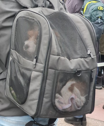 Ein Hund in einem hundegerechten Rucksack auf dem Rücken eines Demoteilnehmers