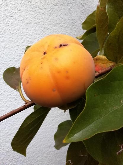 Eine halbreife Kaki am Baum, im Hintergrund eine weiße Hausmauer.