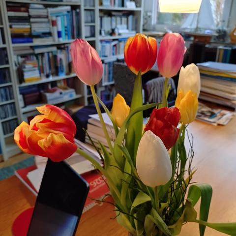 foto einiger tulpen auf einem schreibtisch, im hintergrund bücherregale