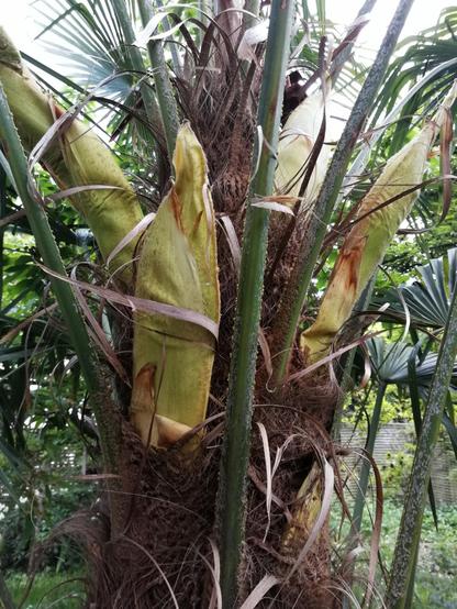 Innere einer Hanfpalme (?) mit einer Reihe von boch geschlossenen Blütenständen.