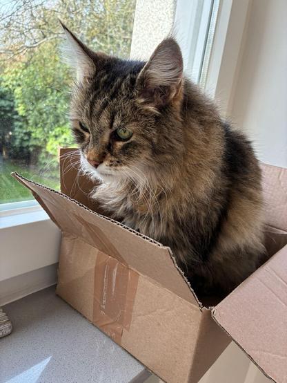 foto einer halb-maine-coone-katze in einem karton auf einer fensterbank