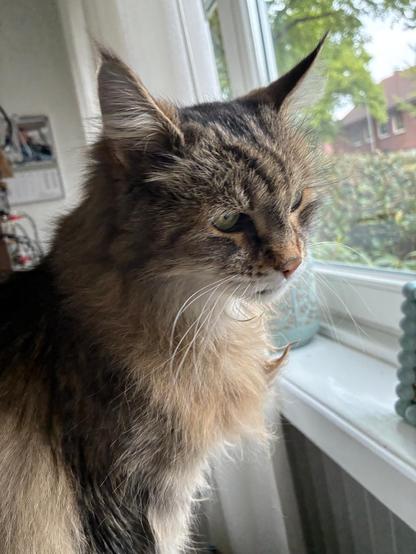 foto einer halb-maine-coone-katze auf einer fensterbank