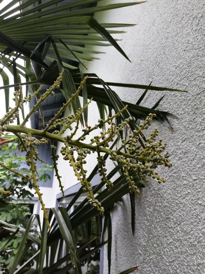Abgeblühter Fruchtstand einer Palme im schwäbischen Hausgarten (vermutlich eine Hanfpalme). Zu erkennen sind eine Reihe Fruchtansätze, ca. 5 mm Durchmesser.