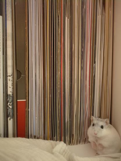 Großer, dicker weißer Djungarischer Hamster sitzt vor einer Reihe von Plattenrücken im Regal.