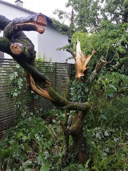 Stumpf einer im Hagelsturm geborstenen Magnolie.