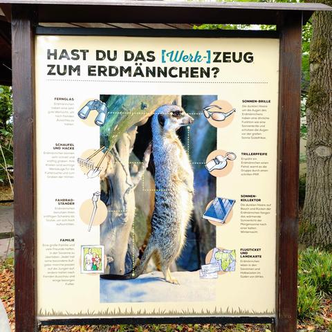 foto einer infografik zu erdmännchen im münsteraner zoo