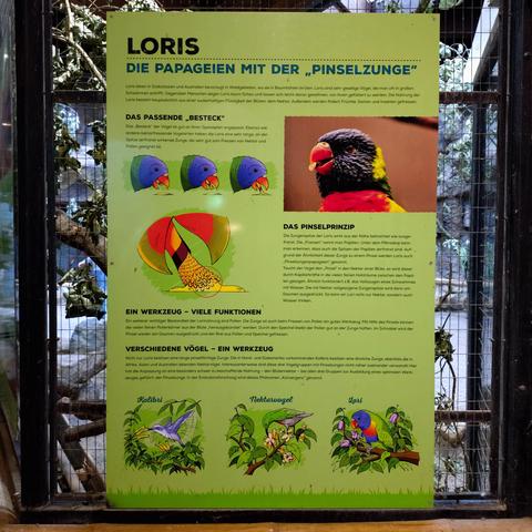 foto einer infografik zur "pinselzunge" von loris im münsteraner zoo