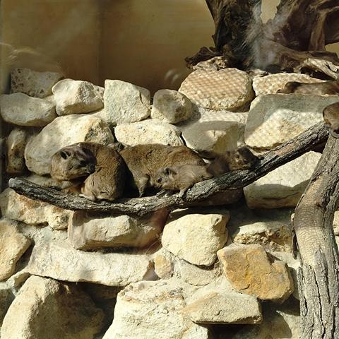foto einiger klippschliefer im münsteraner zoo