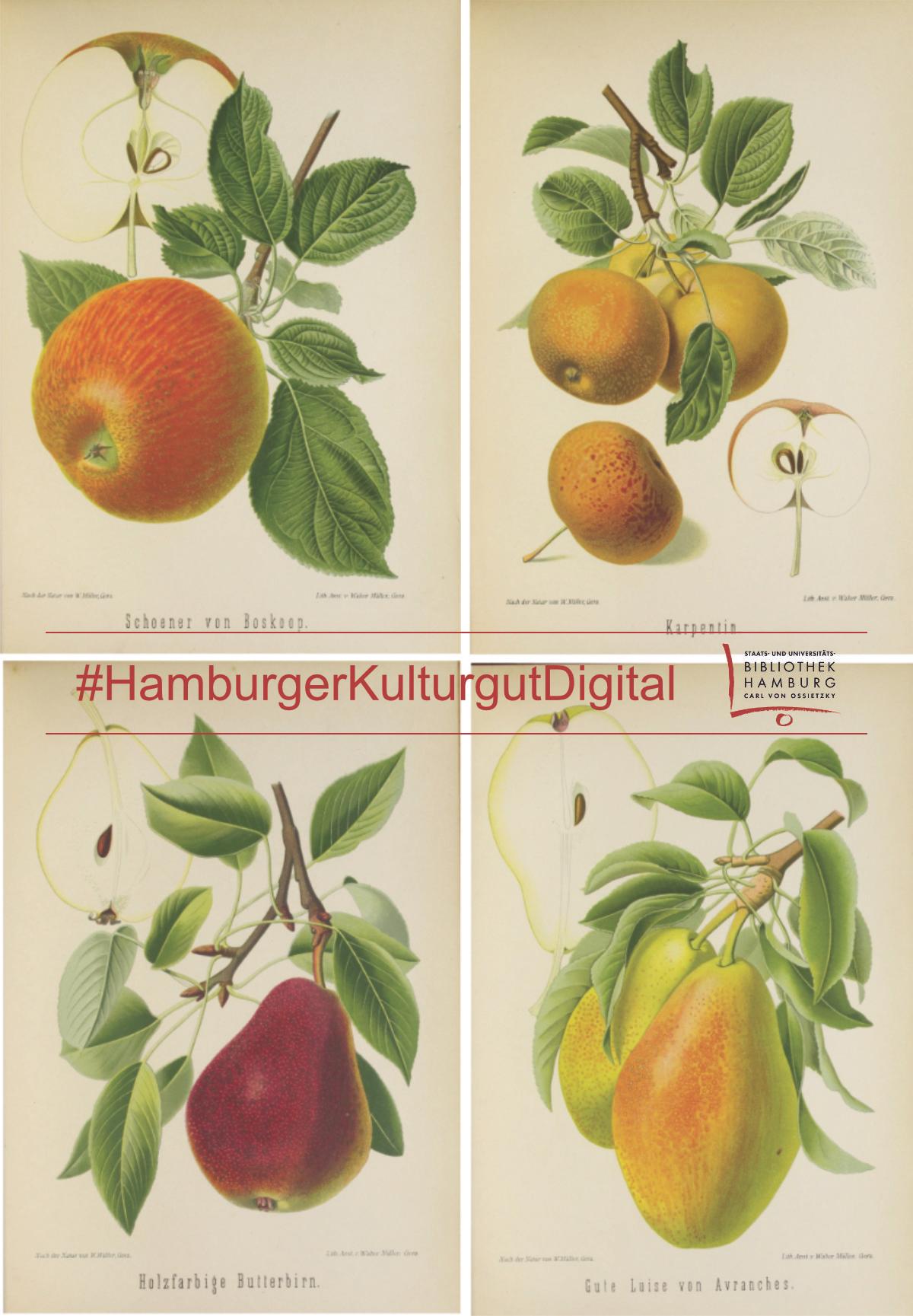 Vier botanische Illustrationen von verschiedenen Obstsorten mit Blättern und Fruchtquerschnitten